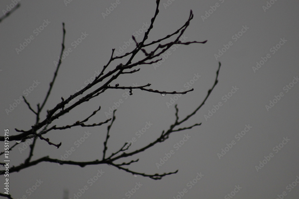 Obraz premium Delicate Water Droplets on Bare Tree Branches in a Misty Landscape