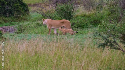 lion cub and lioness