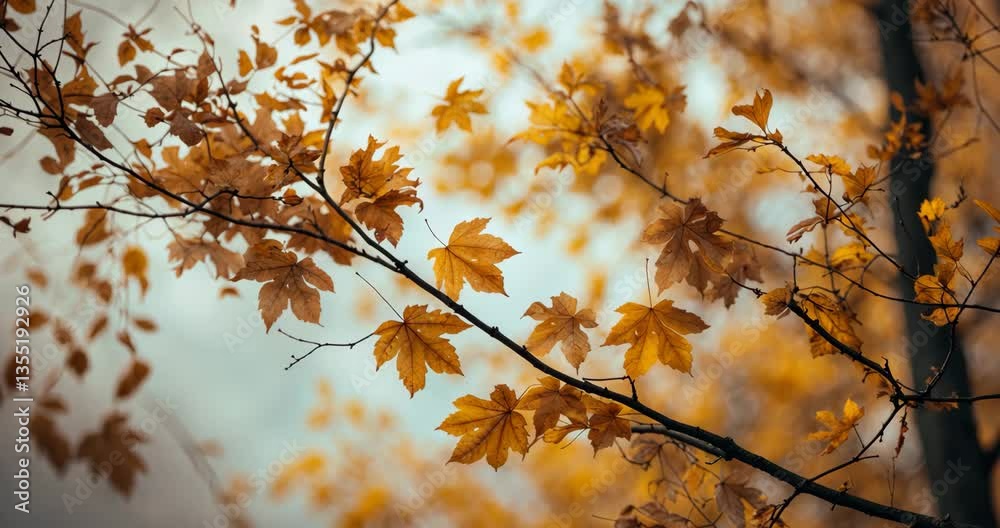 Autumn backdrop featuring golden and yellow foliage. Dry oak leaves on branches of a tree. Autumn backdrop featuring golden and yellow foliage. Dry oak leaves on branches of a tree.