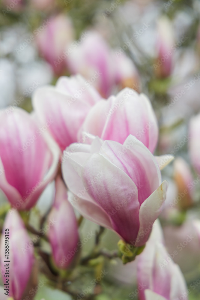Fototapeta premium Beautiful magnolia flowers on a tree branch in spring time.