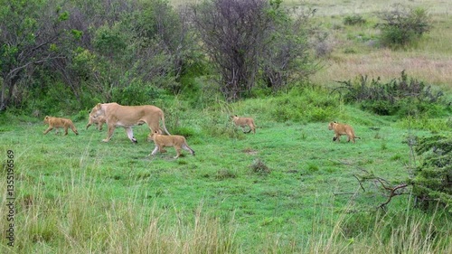lion in the wild