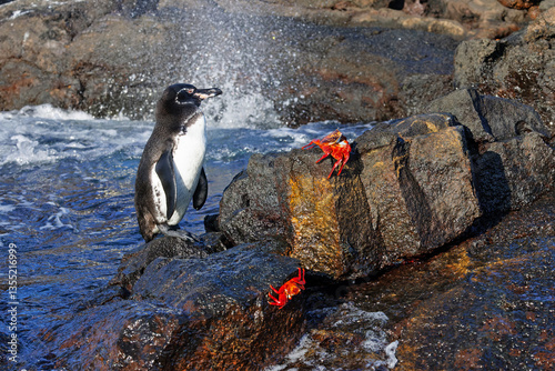 Galapagos Penguin and Sally Lightfoot Crabs on a rocky coastline - Galapagos Islands