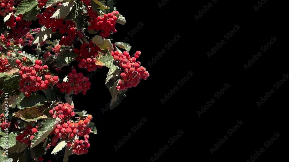 Vibrant Red Rowan Berries on Transparent Background with Alpha Channel Vibrant Red Rowan Berries on Transparent Background with Alpha Channel