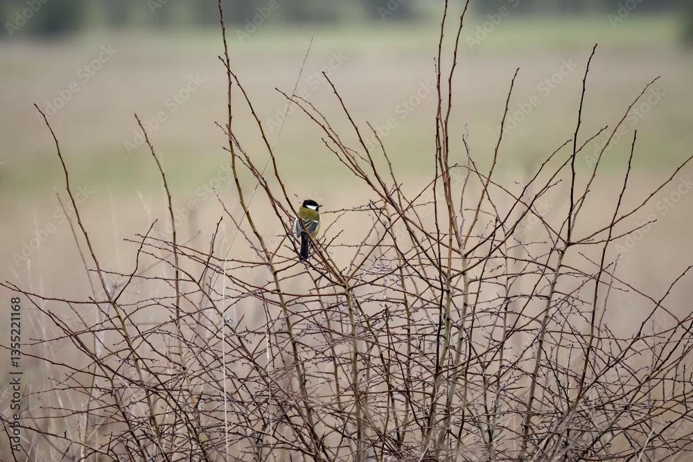close-up of a great tit (Parus major) in winter branches