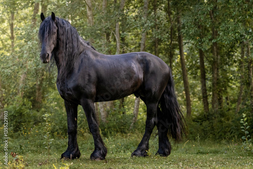 Foto Powerful black Friesian horse standing gracefuly in a lush green landscape near