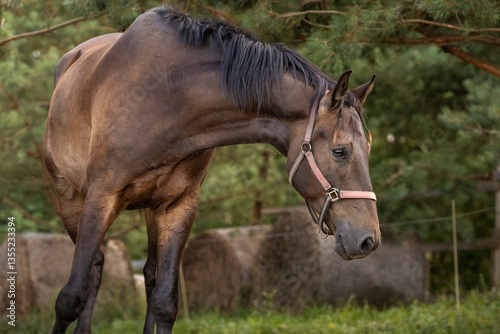 The portrait of brown horse clouse up, fine art photography
