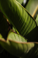 Fotobehang Hotel Groene bladeren close-up natuurfoto  © Adam Rhodes