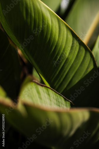 Green leaves close up nature photo wallpaper