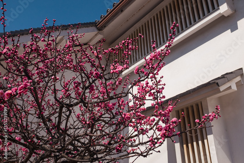 Cherry blossom in Kyoto city