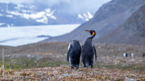 Tableau sur toile photographing kin penguins and chicks Fortuna Bay South Georgia
