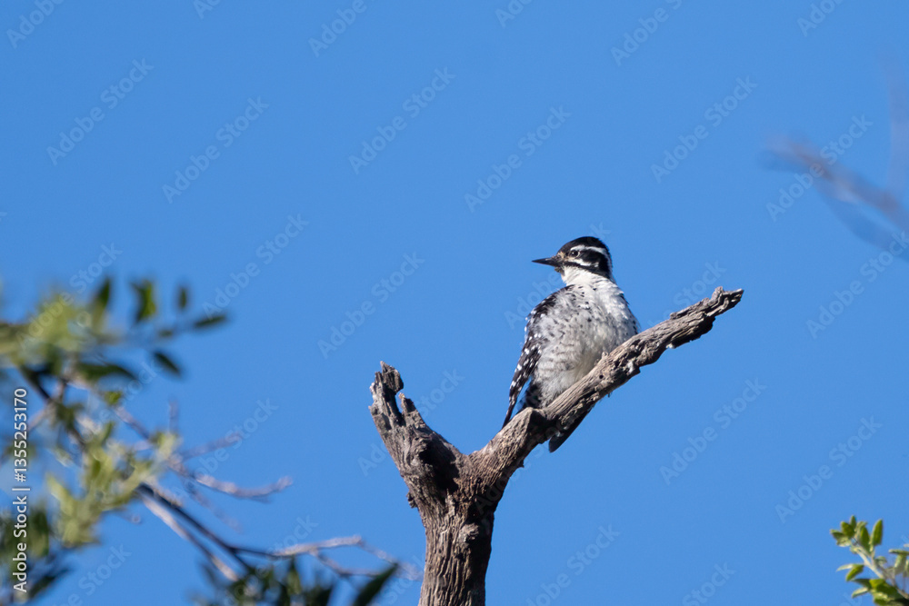 Nuttal Woodpecker perched on top of a deadwood tree branch with the Spring blue sky behind Nuttal Woodpecker perched on top of a deadwood tree branch with the Spring blue sky behind