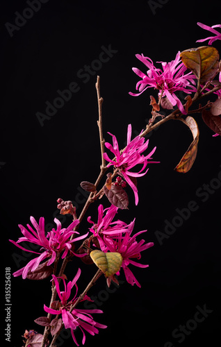 loropetalum chinense stem with flowers on black