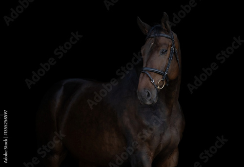 The portrait of brown horse in black background, fine art photography
