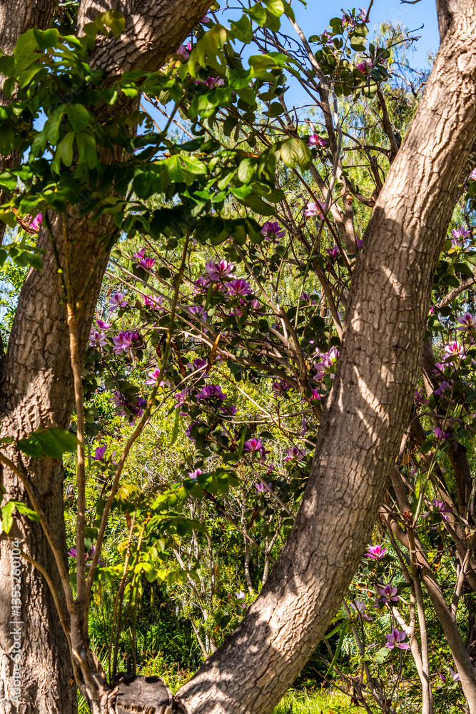 Fototapeta premium Bauhinia × blakeana pertenece a la familia de Fabaceae.
