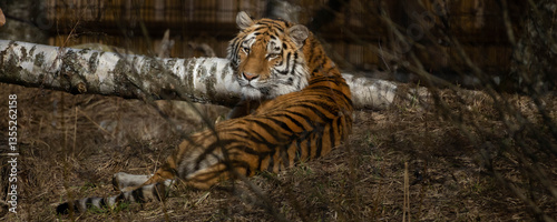 siberian tiger amur tiger panthera tigris altaica.
