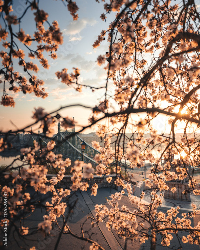 Beautiful Liberty Bridge with almond blossom in Budapest, Hungary 