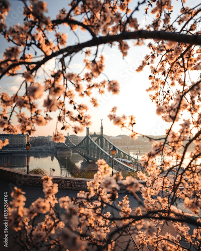 Beautiful Liberty Bridge with almond blossom in Budapest, Hungary