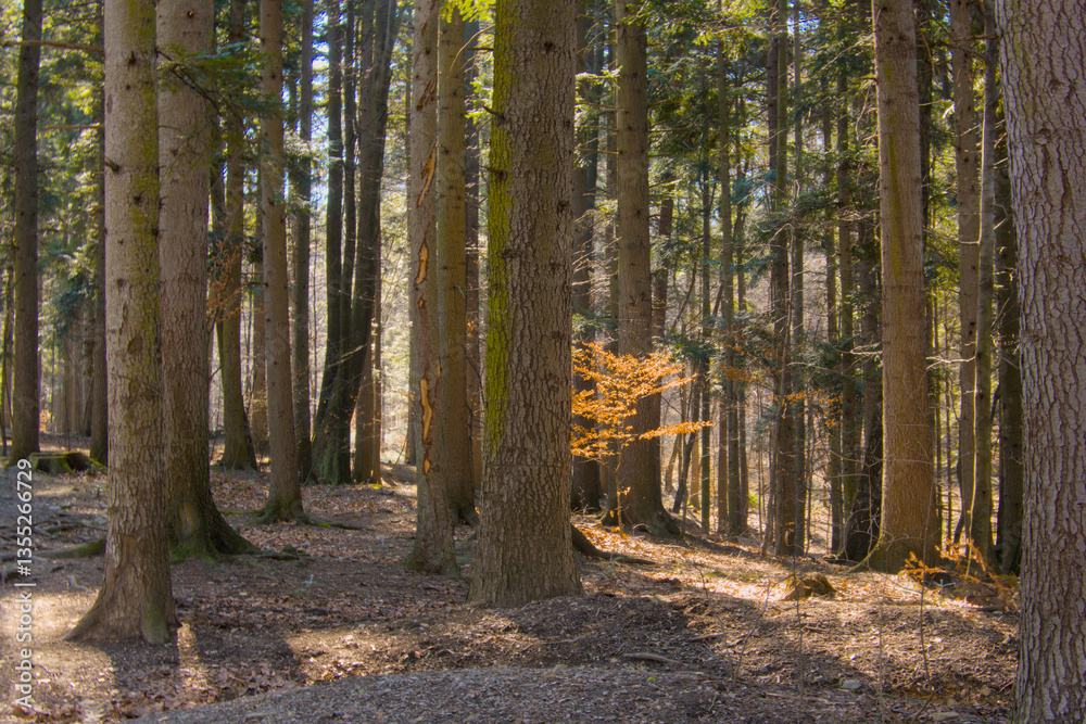 Fototapeta premium Serene early spring forest landscape bathed in warm sunlight. Features lush greenery and tall trees, capturing the peaceful beauty of nature awakening from winter.