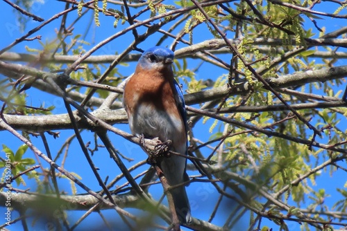 Male Eastern Bluebird (Sialia Sialis) in Florida nature, closeup