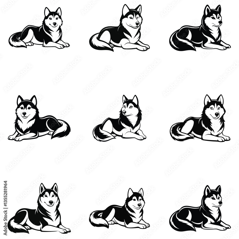 Fototapeta premium Sheltie