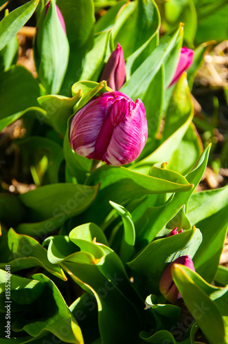 pink tulip and green leafs