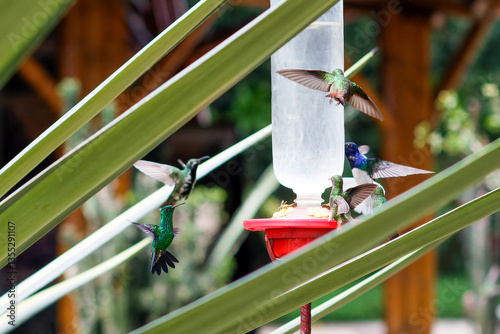 Hummingbirds on a bird feeder. Cactus leaves. Botanical park of Armenia, Quindio, Colombia.