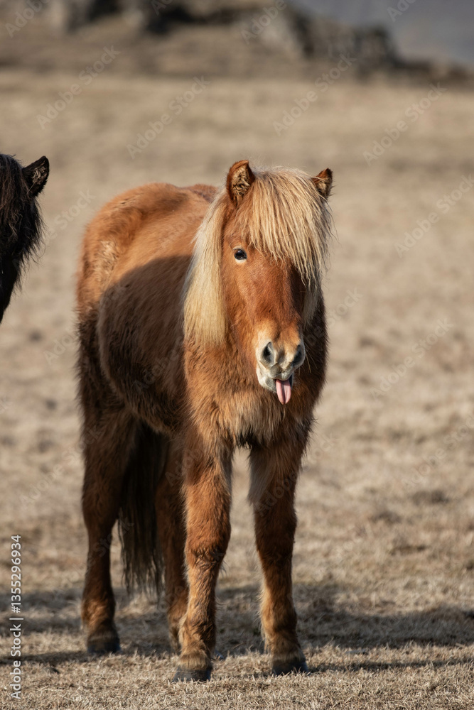 Fototapeta premium Icelandic horse with its tongue sticking out