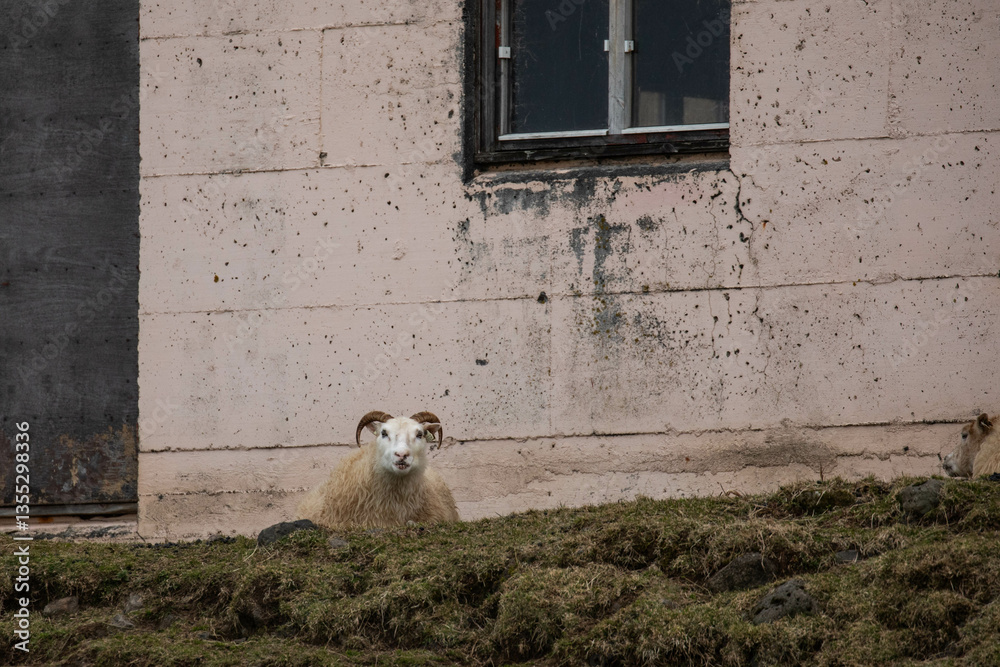 Obraz premium a sheep in front of a barn in Iceland