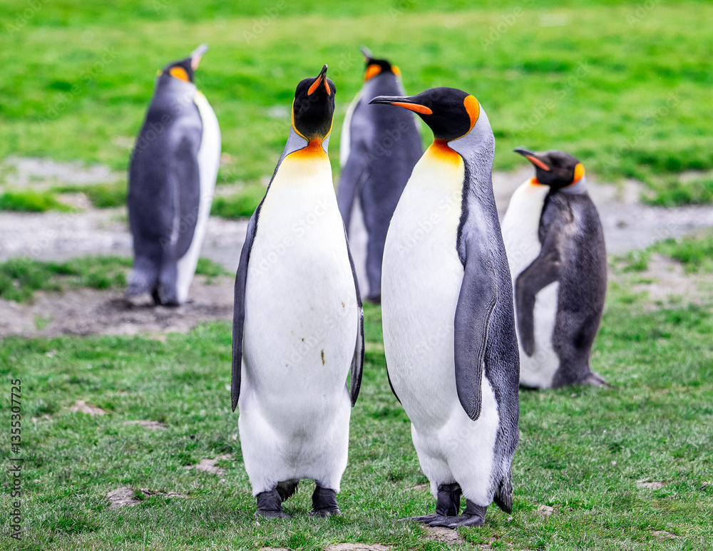 Fototapeta premium photographing kin penguins and chicks Fortuna Bay South Georgia