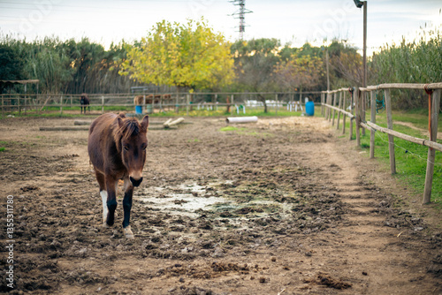 Fotografie Brown donkey horse in a muddy puddle landscape