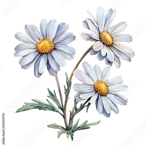 Leucanthemum Branch, watercolor illustration, isolated on a white background.