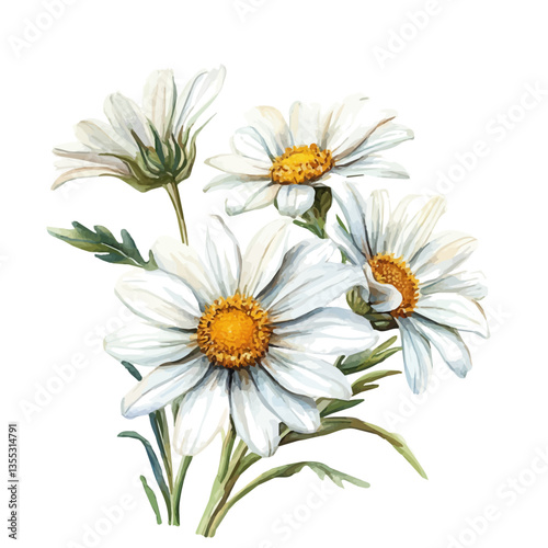 watercolor vector of Leucanthemum Branch, isolated on a white background.