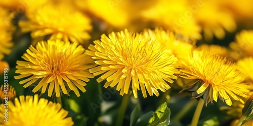 gelb blühender Löwenzahn