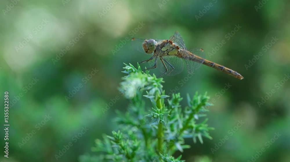 Dragonfly Sitting on Juniper Branch with Pine Trees. Close-Up of Dragonfly Fluttering Wings on Juniper Branch in Green Forest. Insect on Evergreen Branch Dragonfly Sitting on Juniper Branch with Pine Trees. Close-Up of Dragonfly Fluttering Wings on Juniper Branch in Green Forest. Insect on Evergreen Branch