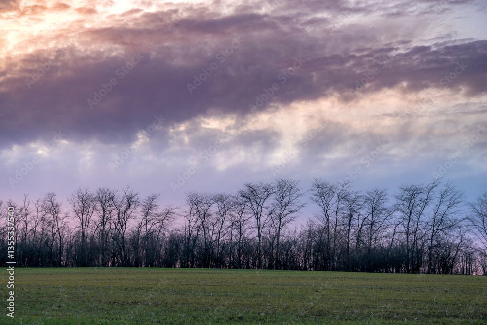 Fototapeta premium Evening landscape on the green field with wheat.Landscape at the sunset , clouds with red and purple colors , beautiful sun and sunset.Trees and forest near the field 