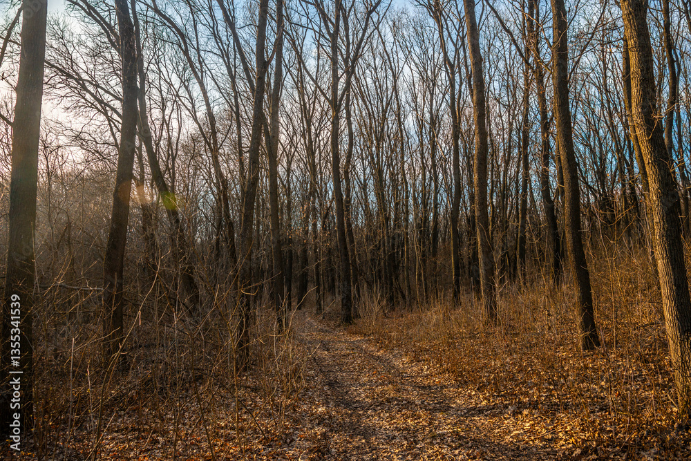 Fototapeta premium Landscape photography in the forest at the spring evening , beautiful colors , sunny days 