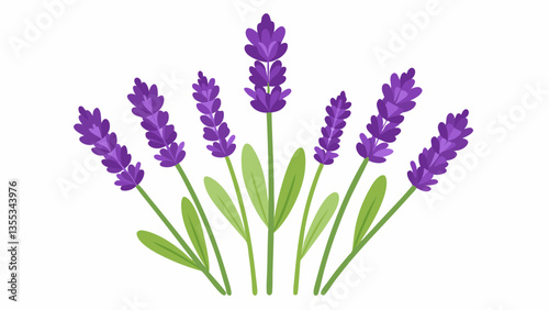 Lavender on a white background