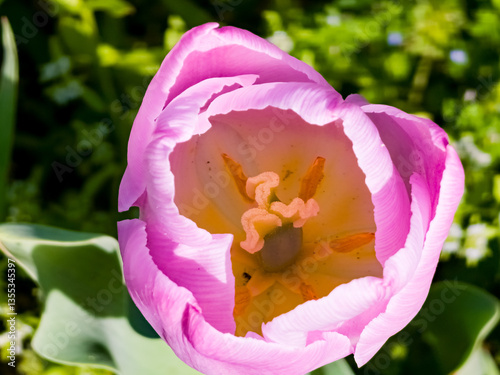Close-up of Tulipa Alibi blooming in a park in spring. Pink flower with yellow stamens.