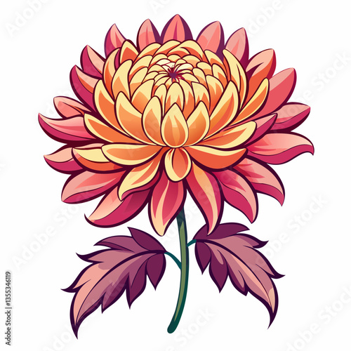 Chrysanthemum on a white background