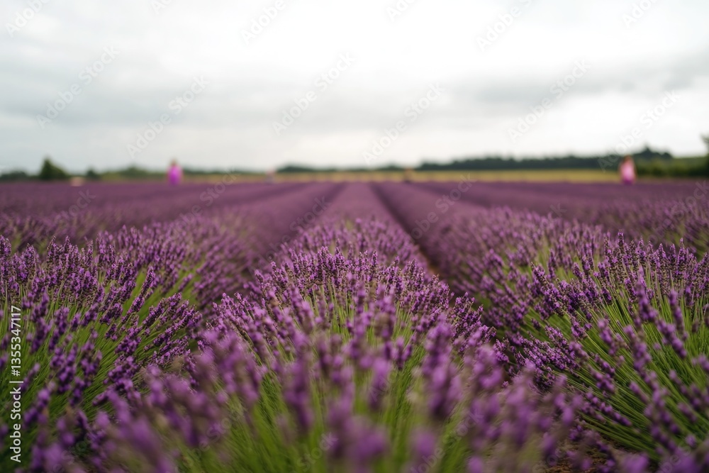 Obraz premium Lavender field stretches endlessly under cloudy sky, creating ca
