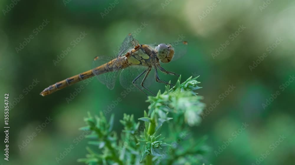 Dragonfly sit on Juniper Branch with Pine Forest Background. Summer Nature Close-Up. Tranquil Summer Wildlife Scene. Insect on Evergreen Branch on Summer Day Dragonfly sit on Juniper Branch with Pine Forest Background. Summer Nature Close-Up. Tranquil Summer Wildlife Scene. Insect on Evergreen Branch on Summer Day