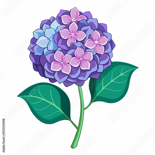 Hydrangea on a white background