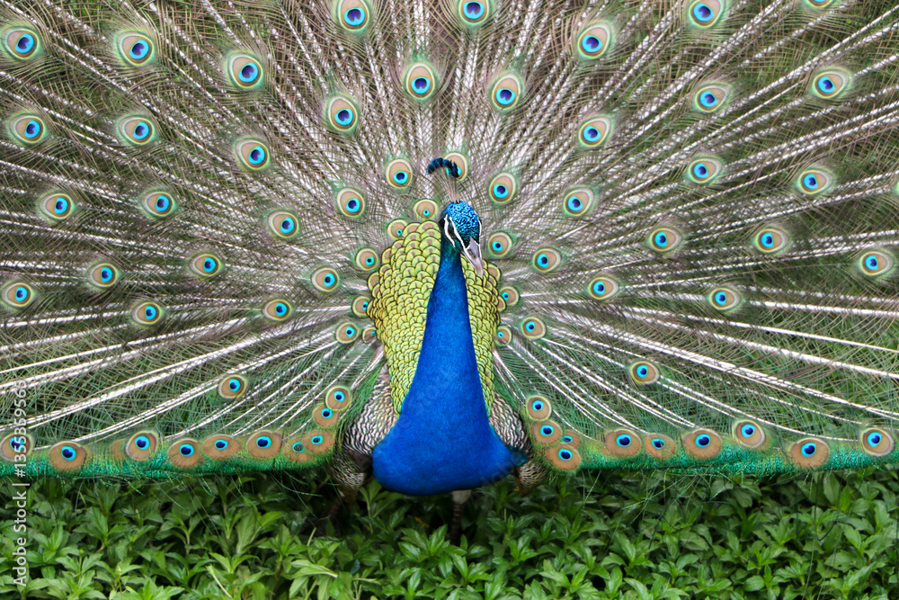 Obraz premium peacock with feathers out