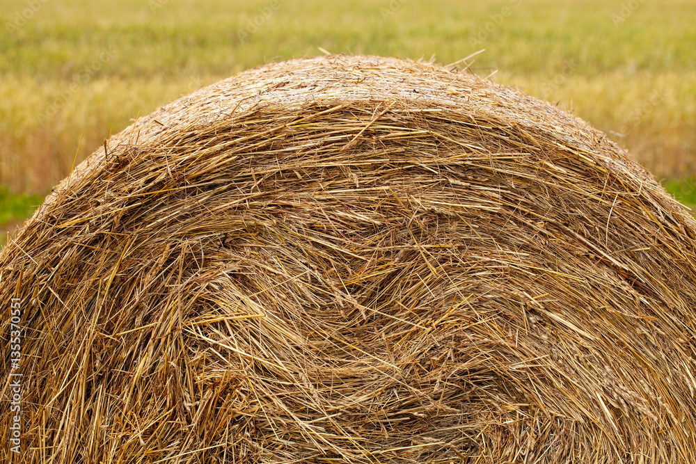 Golden hay bale fragment in summer field. Dry stems coiled in a round shape, texture visible. Field blurs in background. Warm summer tones, peaceful. Golden hay bale fragment in summer field. Dry stems coiled in a round shape, texture visible. Field blurs in background. Warm summer tones, peaceful.