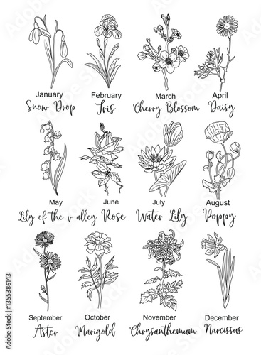 Set of birth month flowers line art vector illustrations. Daisy, marigold, rose, snowdrop, iris, aster, cherry blossom, chrysanthemum, narcissus, lily  hand drawn black ink sketch.