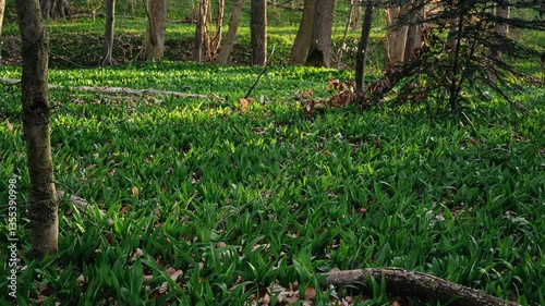 Atmospheric wild garlic leaves (ramsons) timelapse video gently lit by morning sunlight in a spring forest. Perfect for nature, wellness, mindfulness or seasonal themes