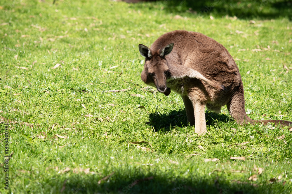 Fototapeta premium the western grey kangaroo is scratching itself