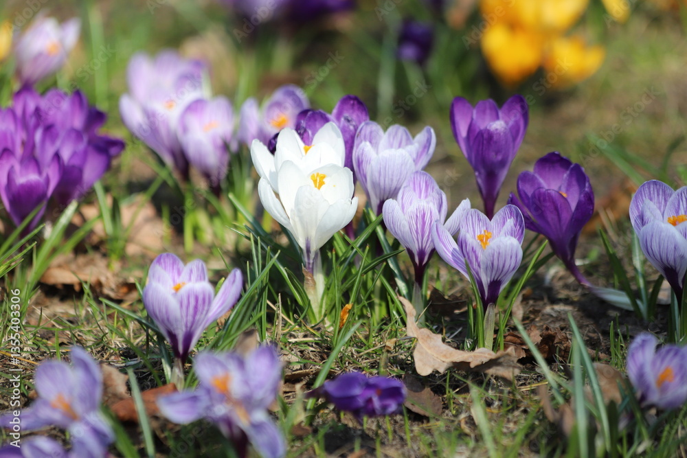 Spring crocus, Violet Giant Dutch, crocus vernus. Close up. Spring crocus, Violet Giant Dutch, crocus vernus. Close up.