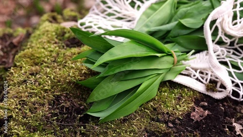 A fresh bunch of wild garlic (ramsons) lies on a bed of moss next to a cotton mesh bag in the forest. This close-up footage with soft camera movement evokes spring harvesting, sustainability and slow,