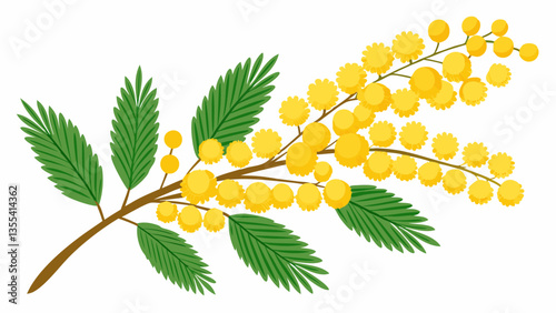 Mimosa on a white background